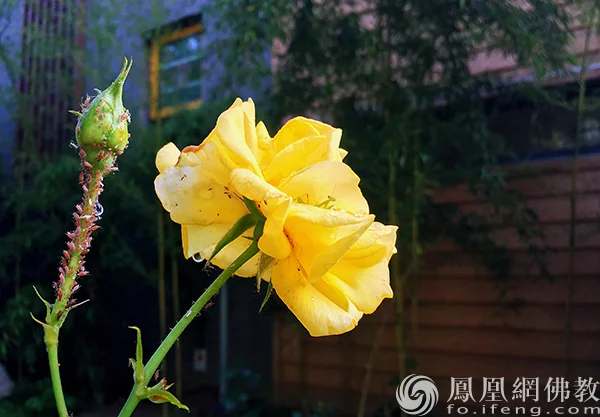 图片来源：凤凰网佛教文化 摄影：闫秀勇