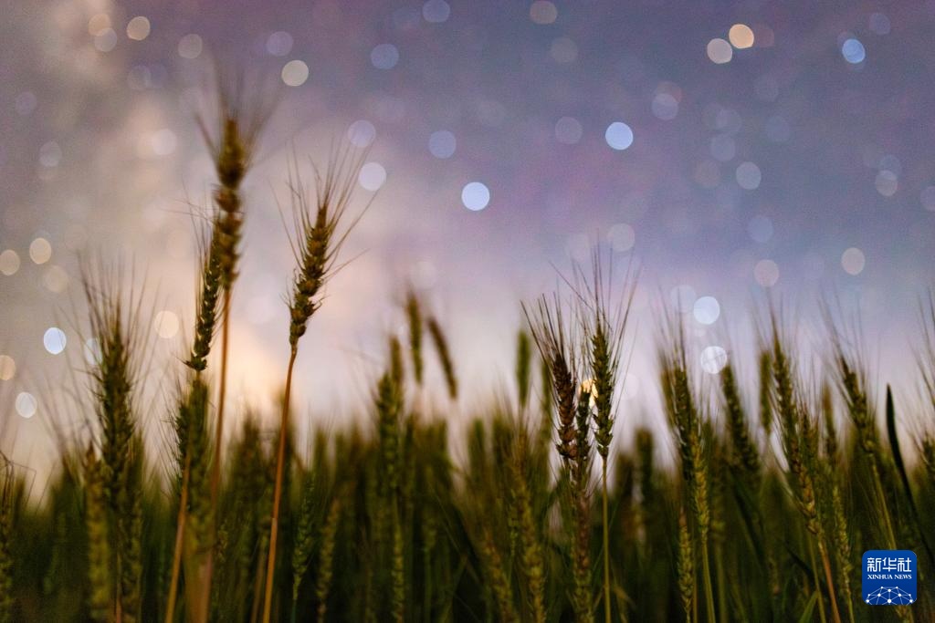 星空相册|“北大仓”黑龙江:累累硕果“约会”点点繁星 星空相册|“北大仓”黑龙江:累累硕果“约会”点点繁星