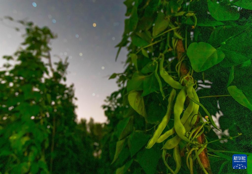 星空相册|“北大仓”黑龙江:累累硕果“约会”点点繁星 星空相册|“北大仓”黑龙江:累累硕果“约会”点点繁星