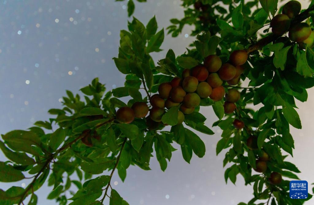 星空相册|“北大仓”黑龙江:累累硕果“约会”点点繁星 星空相册|“北大仓”黑龙江:累累硕果“约会”点点繁星