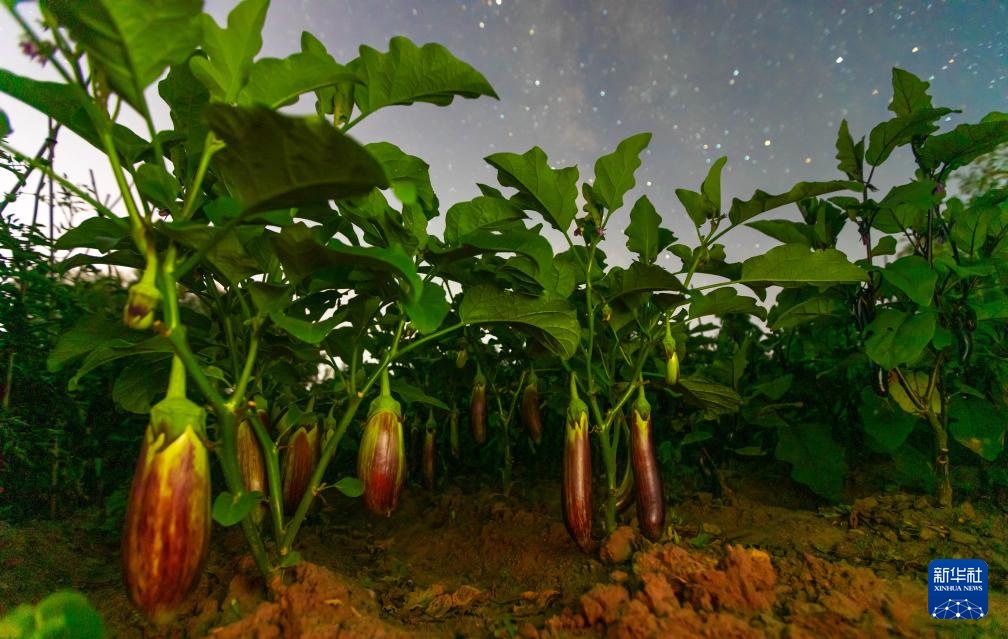 星空相册|“北大仓”黑龙江:累累硕果“约会”点点繁星 星空相册|“北大仓”黑龙江:累累硕果“约会”点点繁星