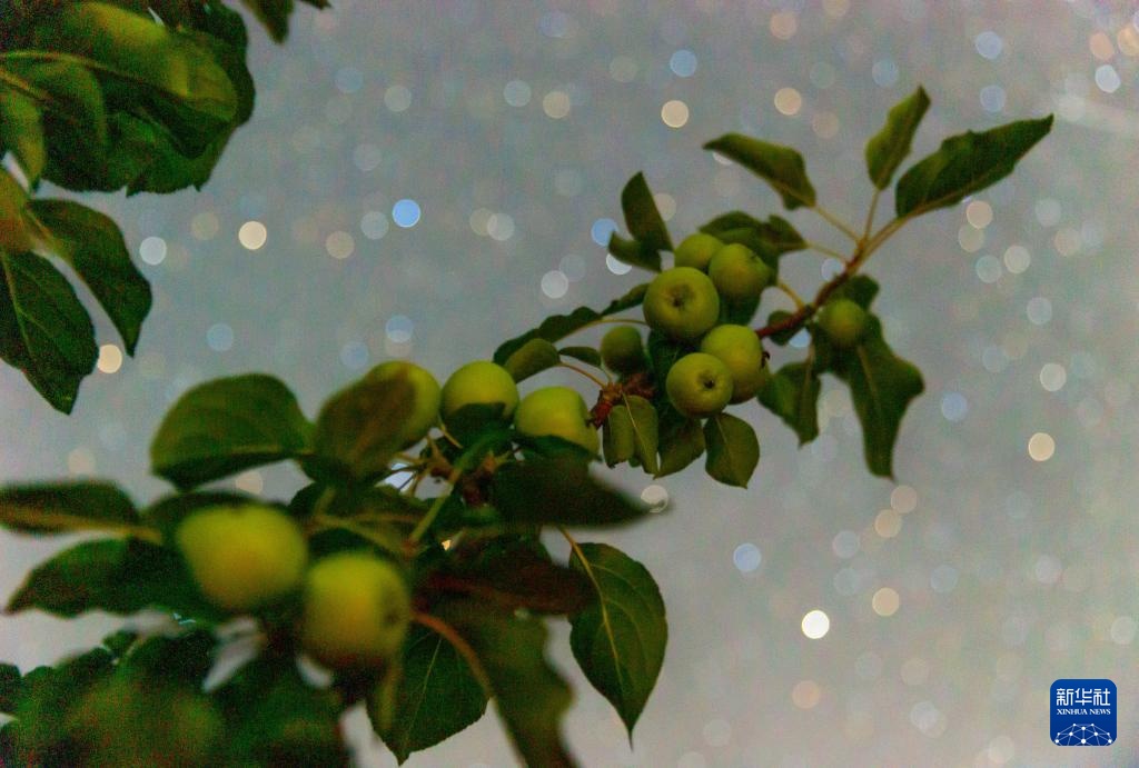 星空相册|“北大仓”黑龙江:累累硕果“约会”点点繁星 星空相册|“北大仓”黑龙江:累累硕果“约会”点点繁星