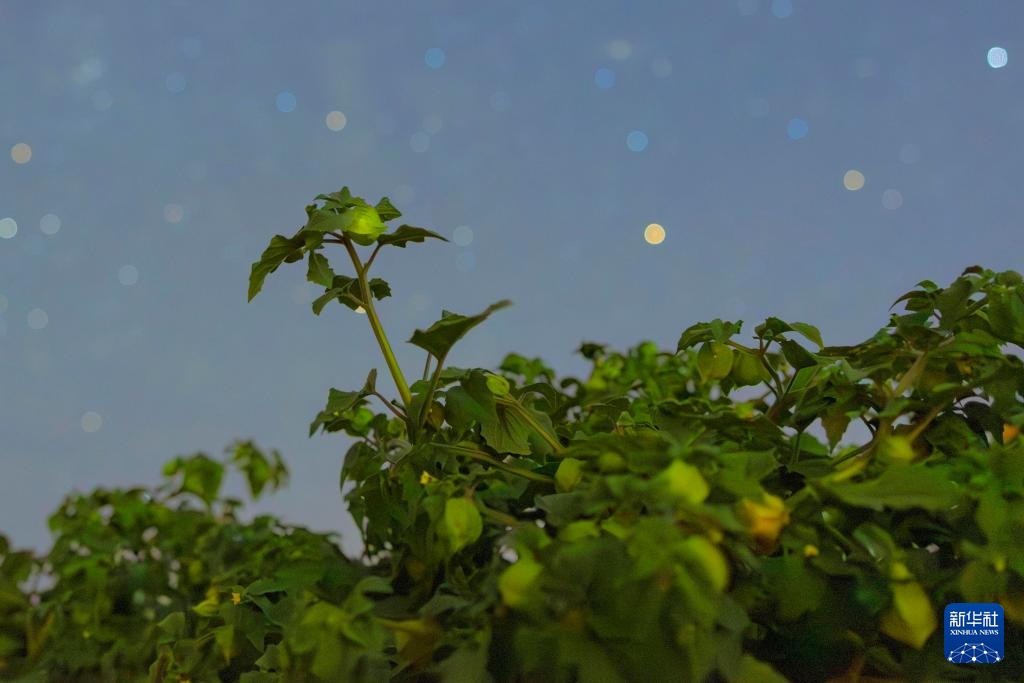 星空相册|“北大仓”黑龙江:累累硕果“约会”点点繁星 星空相册|“北大仓”黑龙江:累累硕果“约会”点点繁星