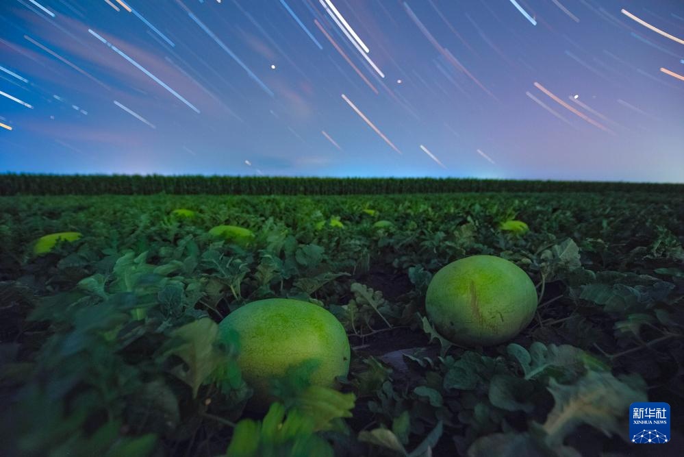 星空相册|“北大仓”黑龙江:累累硕果“约会”点点繁星 星空相册|“北大仓”黑龙江:累累硕果“约会”点点繁星