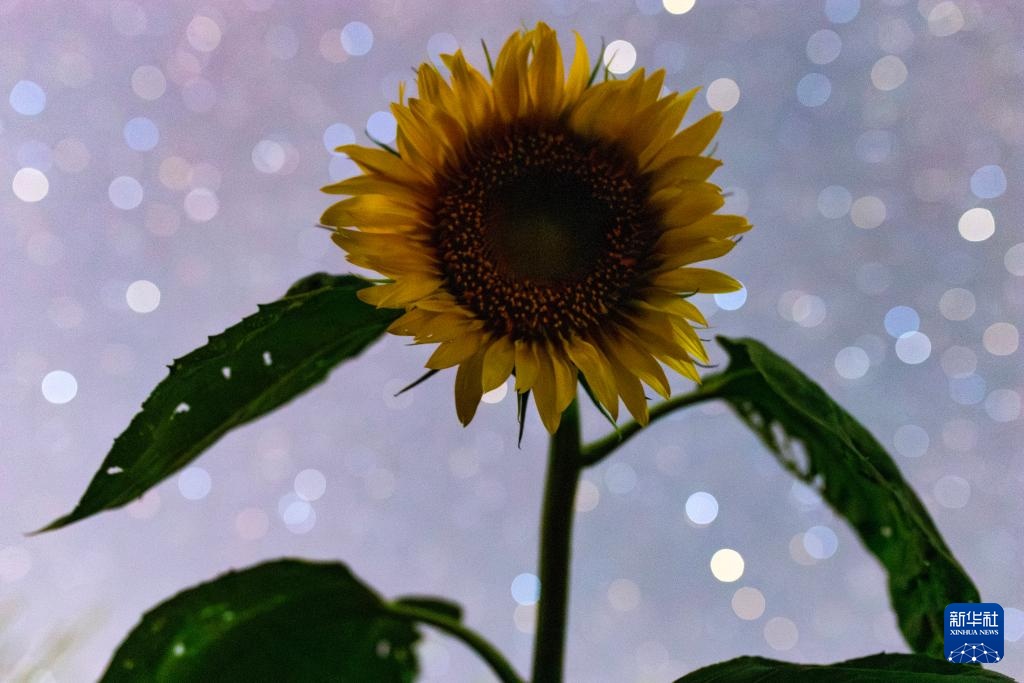 星空相册|“北大仓”黑龙江:累累硕果“约会”点点繁星 星空相册|“北大仓”黑龙江:累累硕果“约会”点点繁星