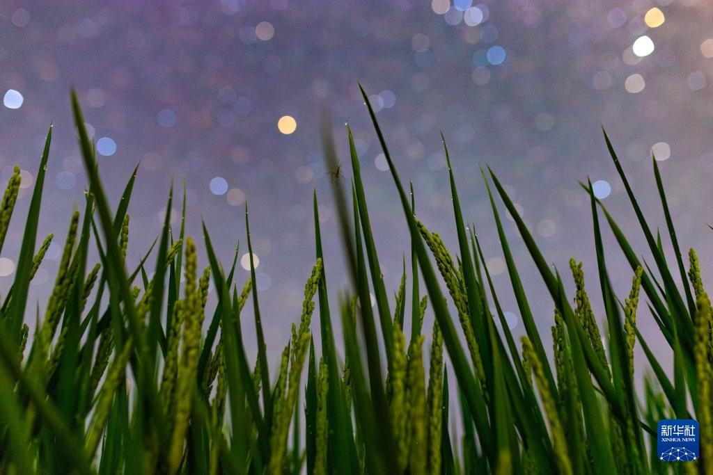 星空相册|“北大仓”黑龙江:累累硕果“约会”点点繁星 星空相册|“北大仓”黑龙江:累累硕果“约会”点点繁星