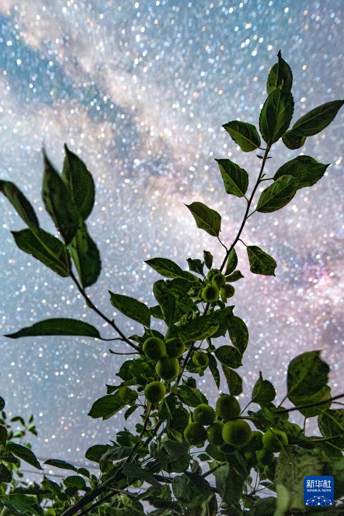 星空相册|“北大仓”黑龙江:累累硕果“约会”点点繁星 星空相册|“北大仓”黑龙江:累累硕果“约会”点点繁星