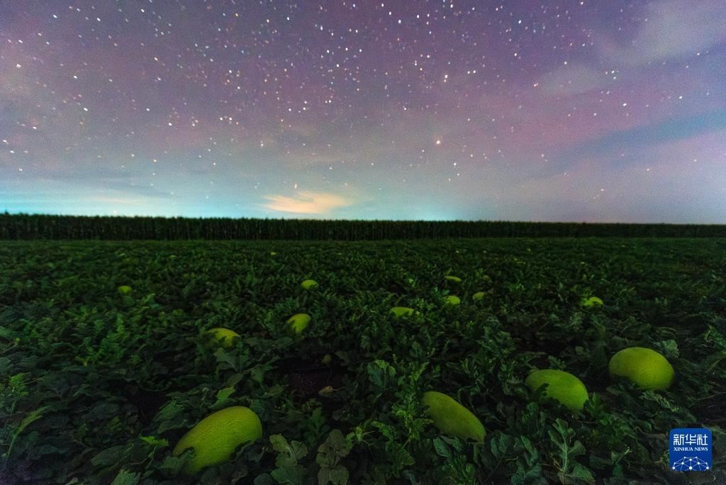 星空相册|“北大仓”黑龙江:累累硕果“约会”点点繁星 星空相册|“北大仓”黑龙江:累累硕果“约会”点点繁星