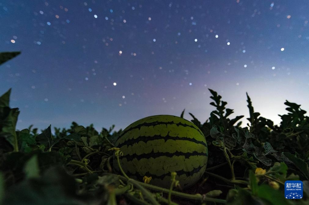星空相册|“北大仓”黑龙江:累累硕果“约会”点点繁星 星空相册|“北大仓”黑龙江:累累硕果“约会”点点繁星