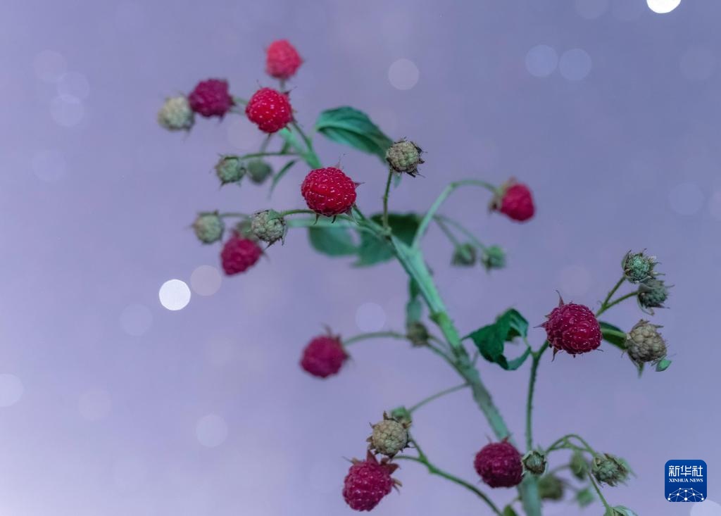 星空相册|“北大仓”黑龙江:累累硕果“约会”点点繁星 星空相册|“北大仓”黑龙江:累累硕果“约会”点点繁星