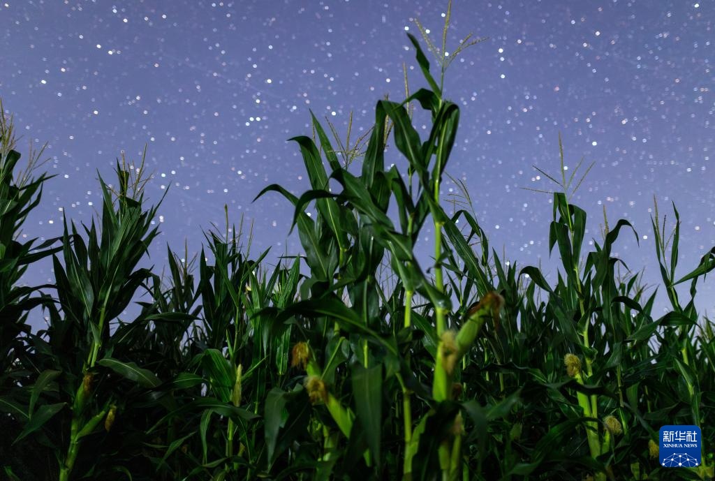 星空相册|“北大仓”黑龙江:累累硕果“约会”点点繁星 星空相册|“北大仓”黑龙江:累累硕果“约会”点点繁星