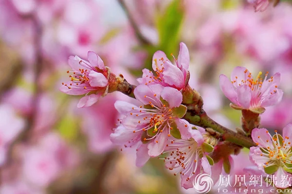 图片来源：凤凰网佛教文化 摄影：闫秀勇