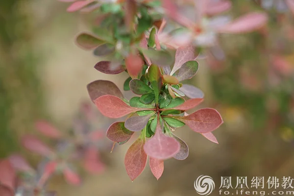 图片来源：凤凰网佛教文化 摄影：闫秀勇