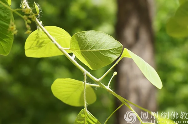 图片来源：凤凰网佛教文化 摄影：闫秀勇