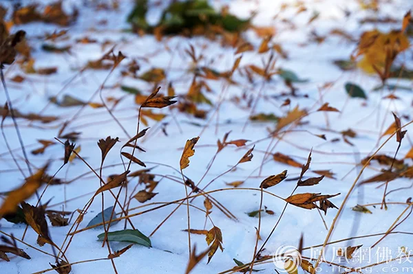图片来源：凤凰网佛教文化 摄影：闫秀勇