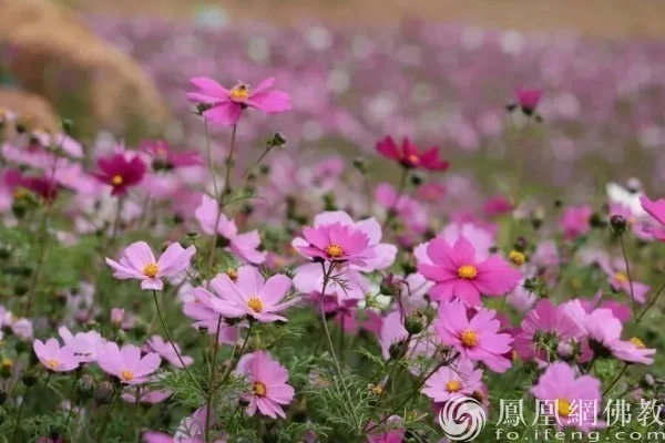 图片来源：凤凰网佛教文化 摄影：十愿