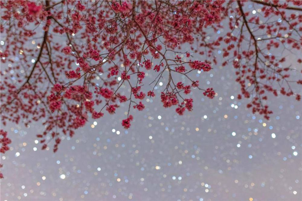 诗意中国丨霭霭花出雾，辉辉星映川