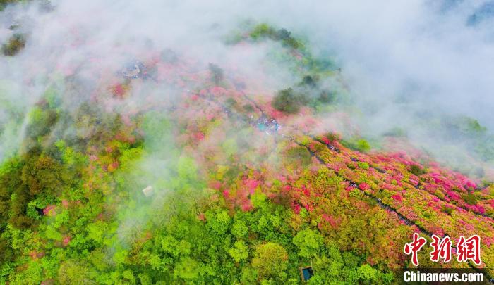 湖北麻城：龟峰山十万亩杜鹃云端竞艳