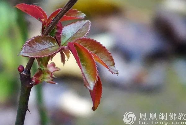 图片来源：凤凰网佛教文化 摄影：闫秀勇